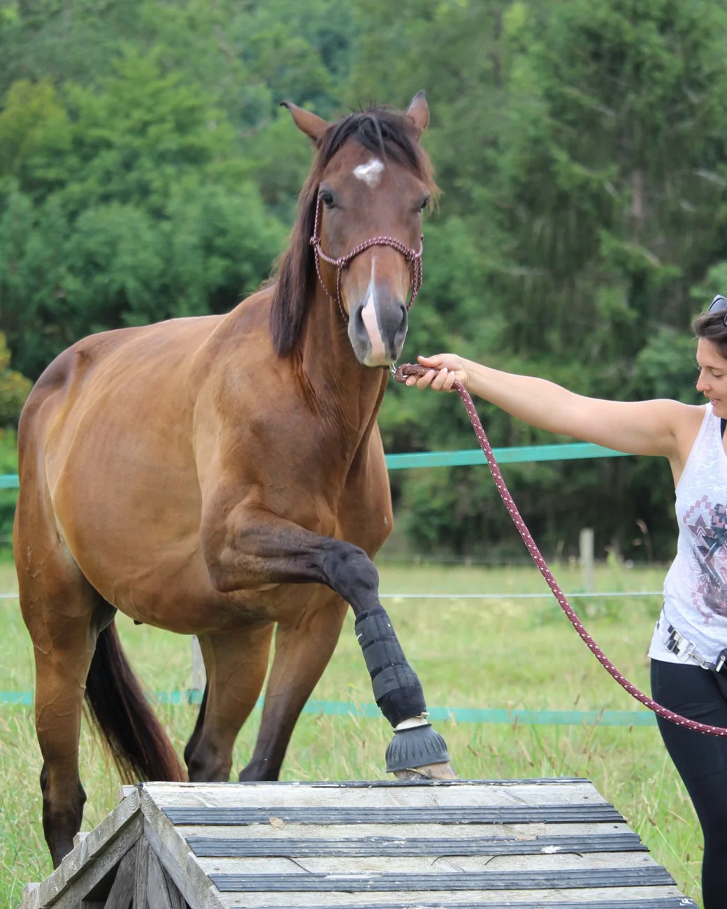 Le cheval franchit un podium en bois au travail à pied