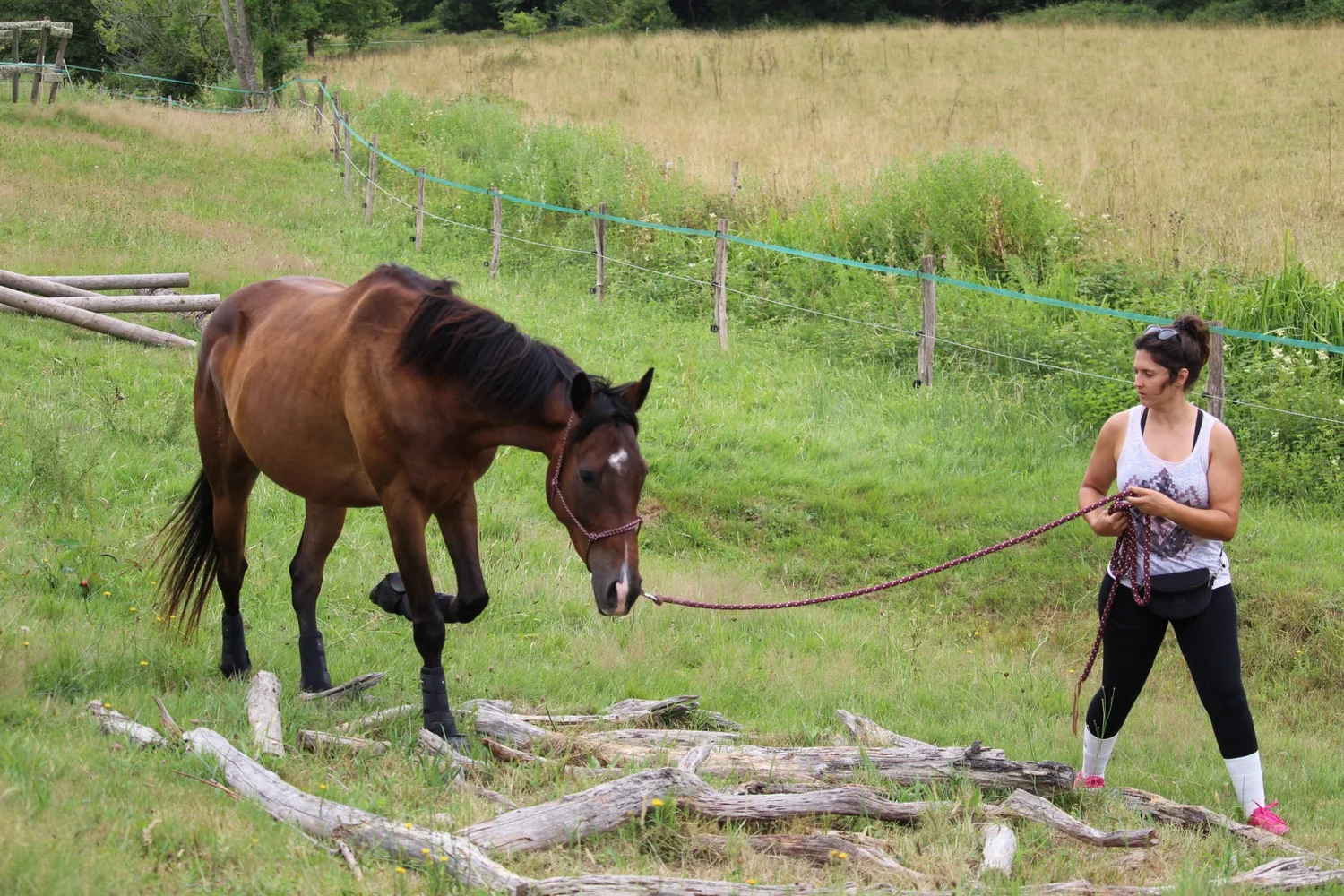 Un cheval travaillé en longe sur un coteau verdoyant